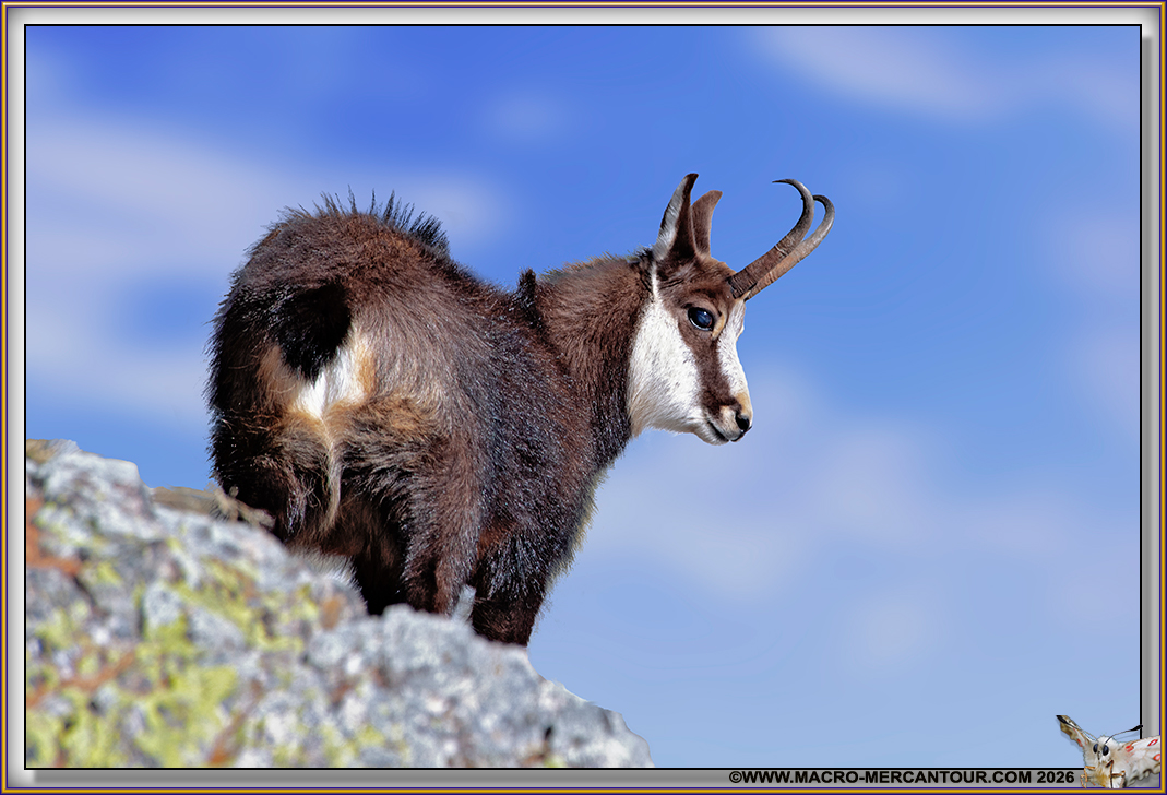 CHAMOIS